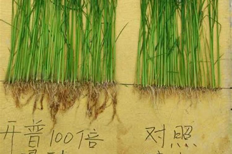 香水柠檬用什么肥料？