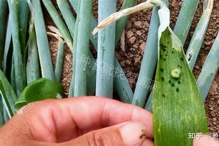 请教老师葱管里面的虫子用什么药