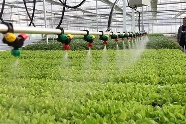 大棚毛豆种植技术
