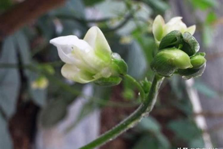 辣椒种植怎样用水溶肥