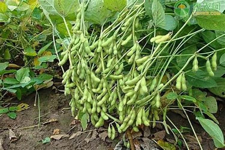 毛豆种植技术和管理方法