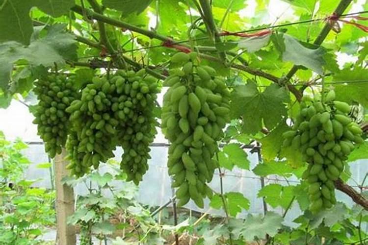 葡萄什么时候施肥最好 葡萄的施肥时间
