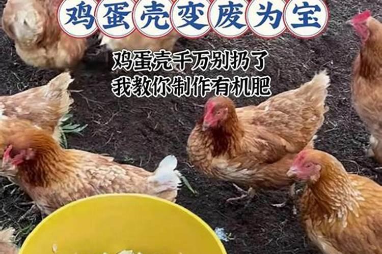 鸡蛋皮如何做肥料
