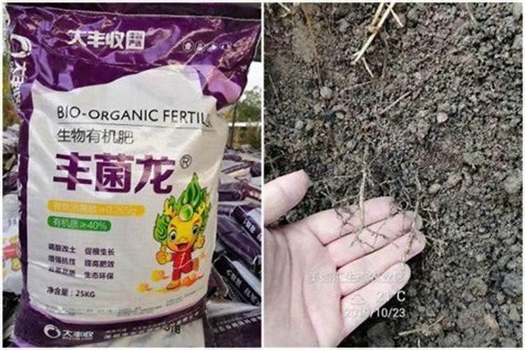 什么肥料能促长植物的根
