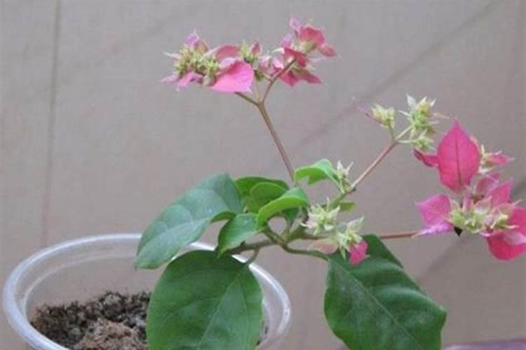 葡萄秋后应该怎样施肥