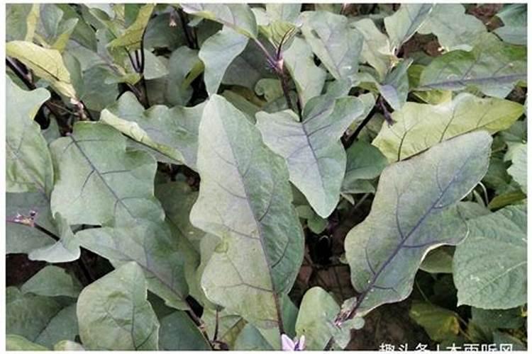 茄子开花不结果怎么办