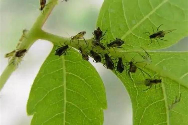 大棚丝瓜该如何种植？怎样才能提高产量？