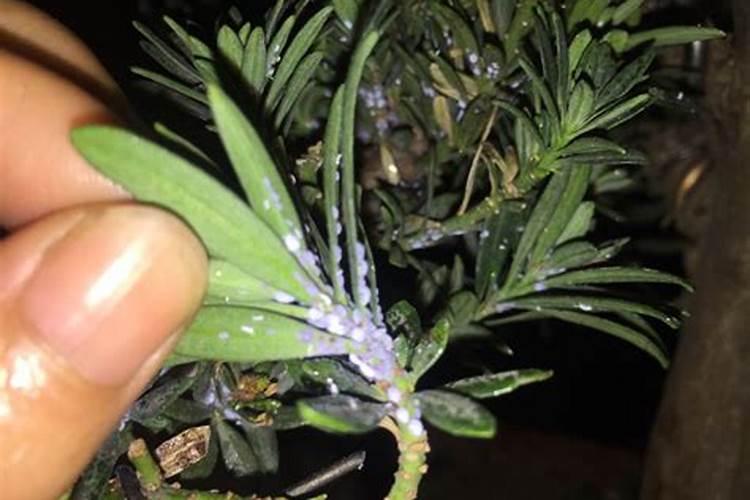 家里的花有小飞虫怎么办
