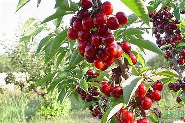 苋菜多久施一次肥 苋菜施肥频率是多久？