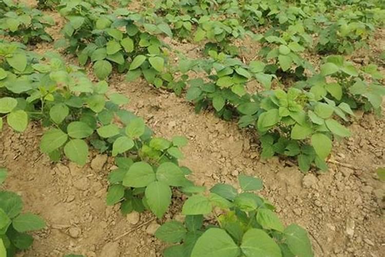 黄豆开花期能喷叶面肥么
