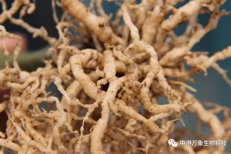 花生根结线虫病怎么有效的防治？