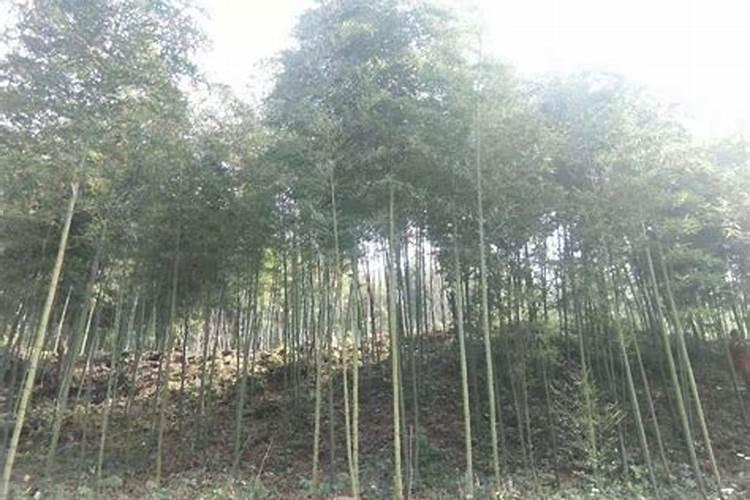 雷竹如何种植能高产