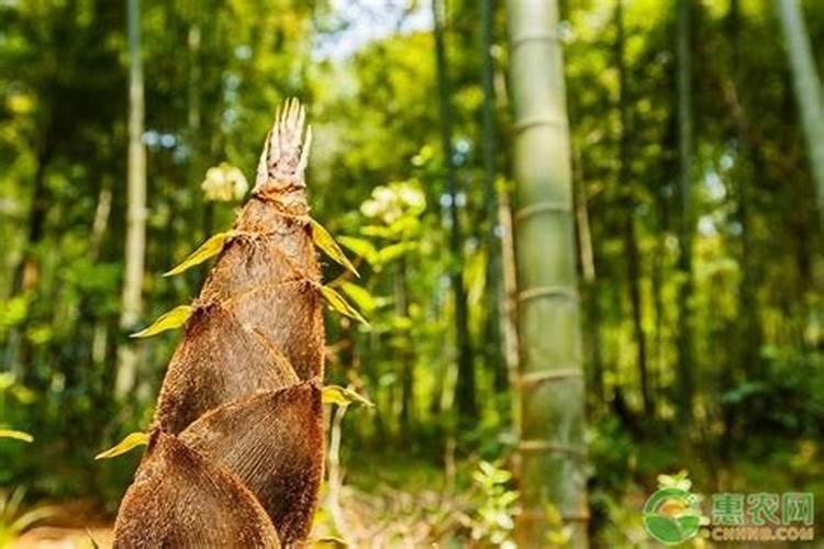苹果树用什么肥料好