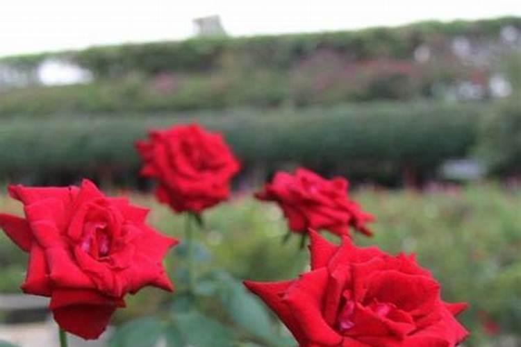盆栽玫瑰花施肥施什么肥料