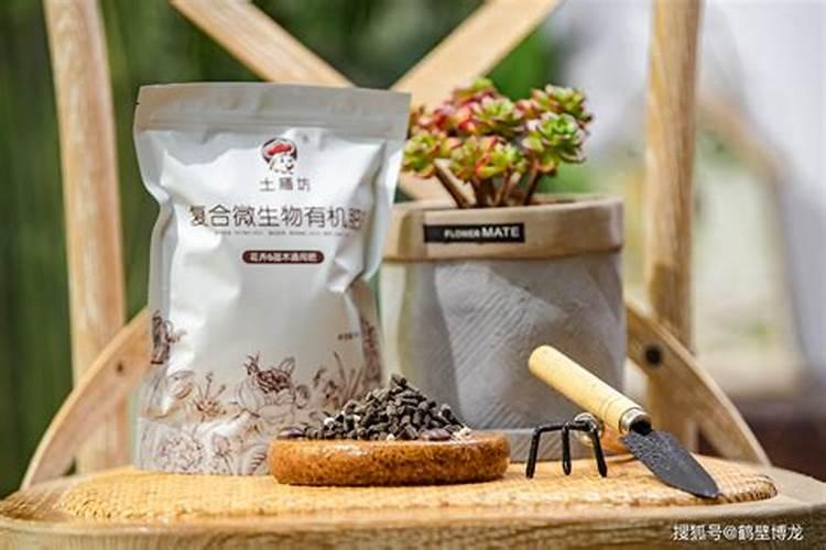什么时候给草莓施肥