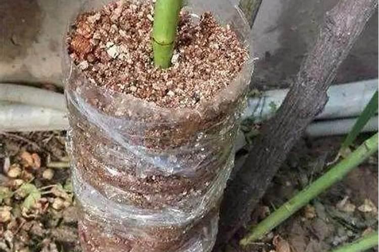 沙棘树几年结果实