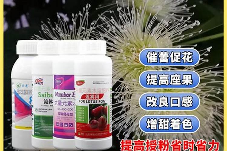 花芽分化用什么叶面肥