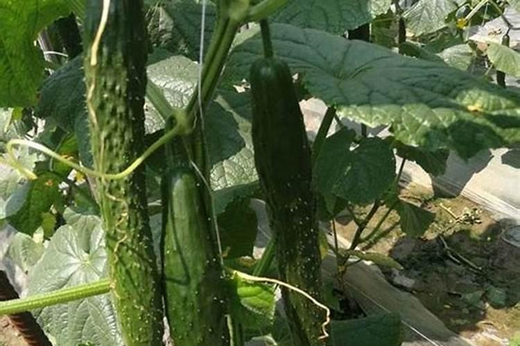 雨后怎样补救香瓜园的香瓜