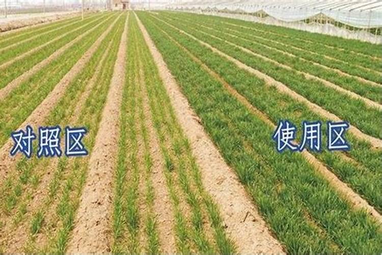倒伏施什么肥
