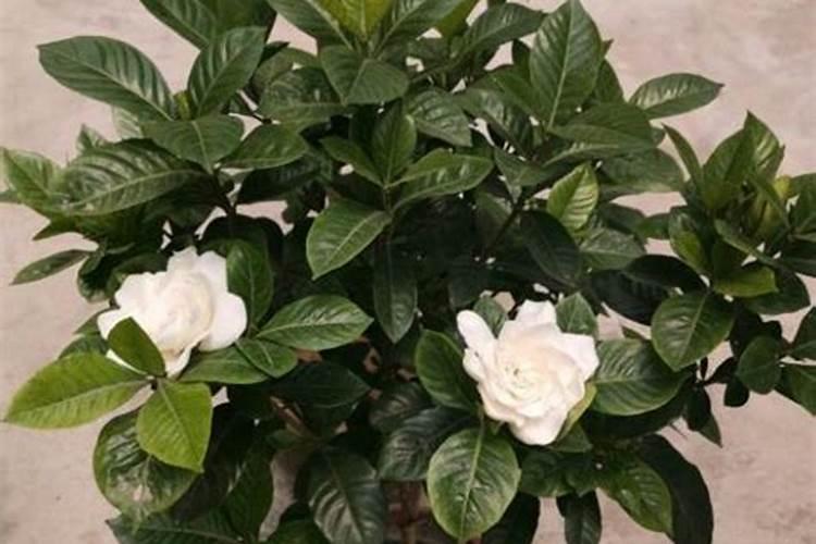 栀子花怎么判断缺肥还是肥大(栀子花不开花缺什么肥料)