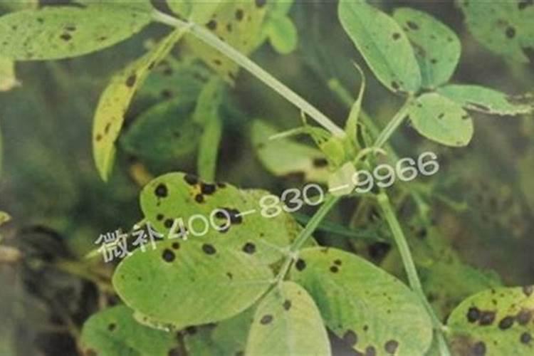 鹅掌柴用什么肥,氮肥可促进叶面生长