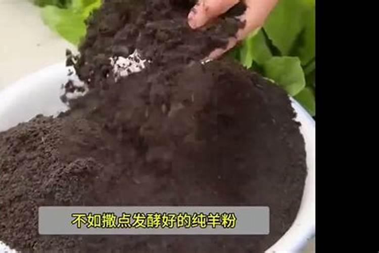 多肉植物浇水需要添加什么,多肉植物用什么肥料(图)
