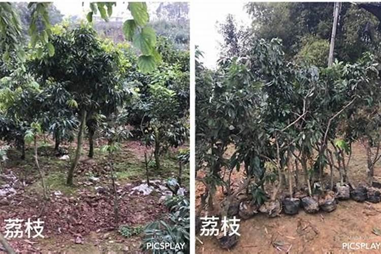 农业用硒粉厂家