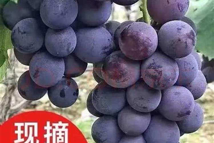 什么叶面肥能让水果提前成熟？