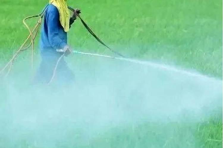 大蒜撒施肥料造成烧苗与卖肥料的有关吗？