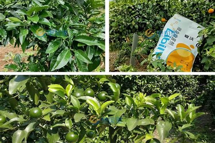 果树地除草用什么除草剂 除草剂药害怎么解决