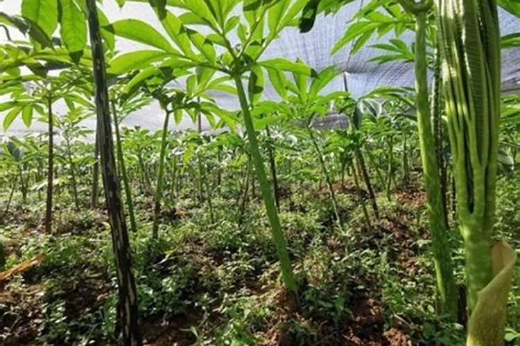 大蒜苗上肥料过多苗烧了怎么办？