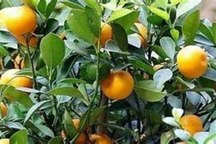 中国所有化肥厂名单