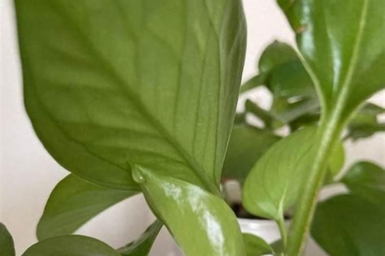 果树开花时需要施什么肥料
