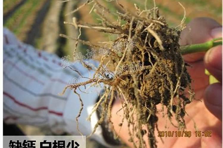 怎样让柠檬多开雌花多结果