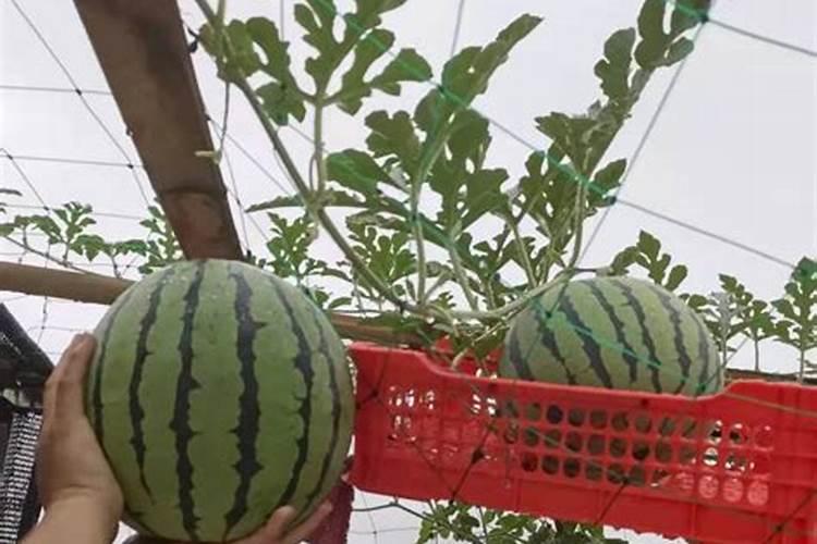 种植西瓜要下底肥吗？