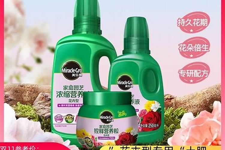 太阳花烂根是什么原因