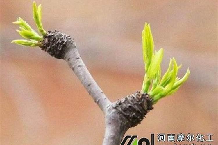 枣树施肥应该注意什么