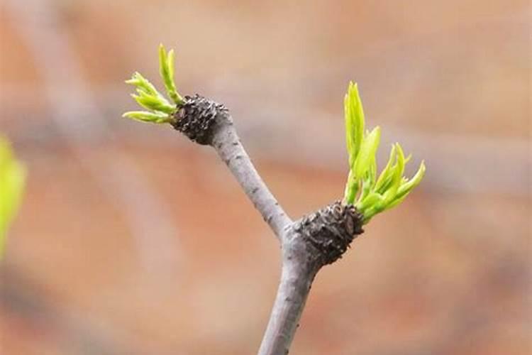 对枣树施肥离树根多远最好