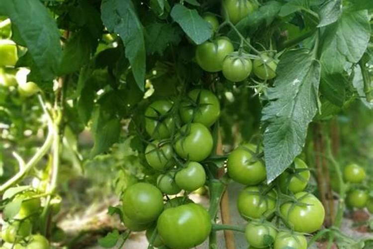 种黄豆用什么肥料最好