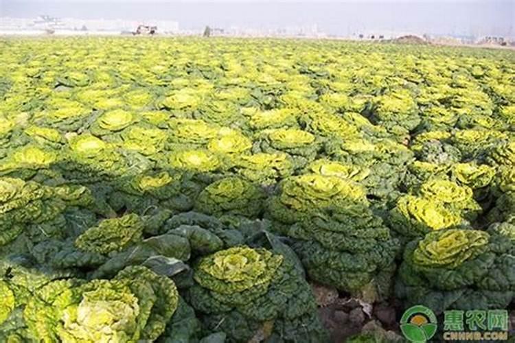 乌塌菜的种植方法
