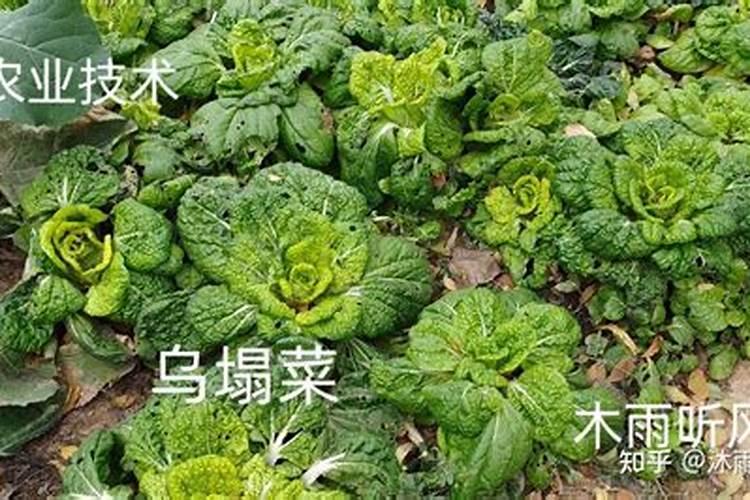 乌塌菜是白菜吗？种植乌塌菜对环境有什么要求？