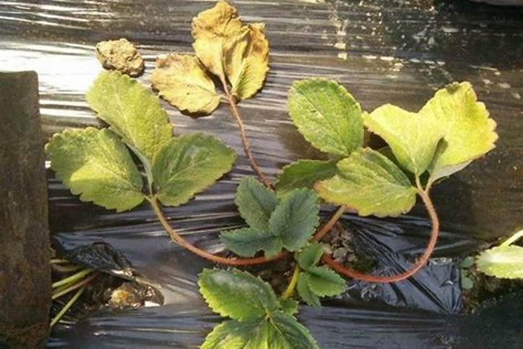 草莓施肥用什么肥草莓施肥时间方法