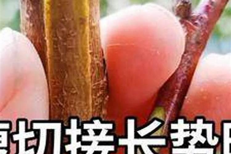 嫁接果树秋季可不可以施肥