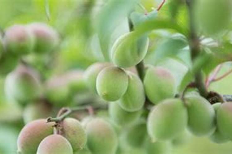 黄瓜生根最好的肥料 黄瓜生根最好的肥料介绍