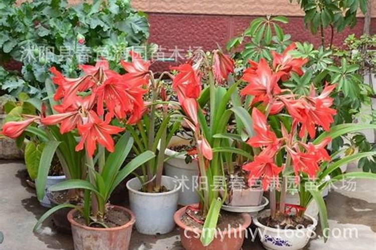 菜农朋友很重视钙肥使用,但是为何还缺钙？
