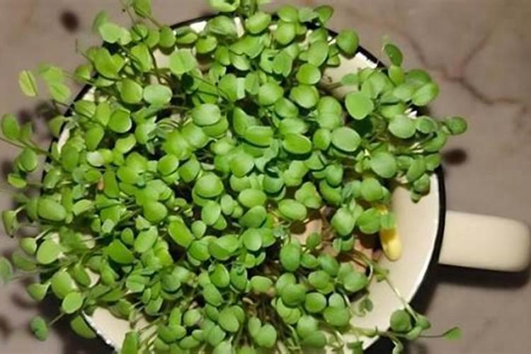 草莓追肥什么肥料