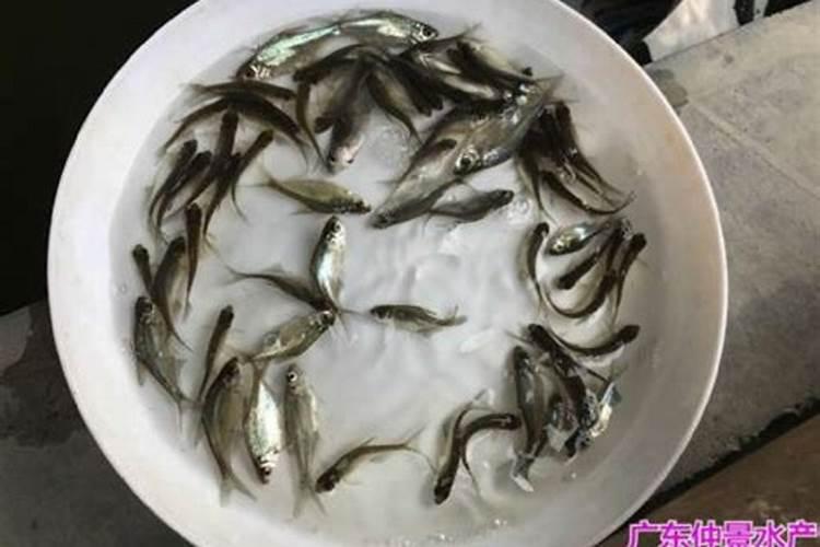 为什么说鱼胶原蛋白是最好的？其他有别的选择吗？