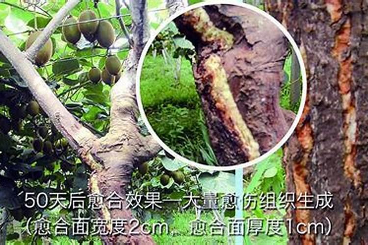 小麦叶面肥有哪些,小麦叶面肥使用方法