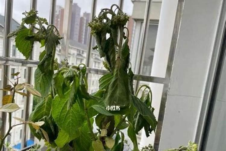 君子兰缺肥怎么判断