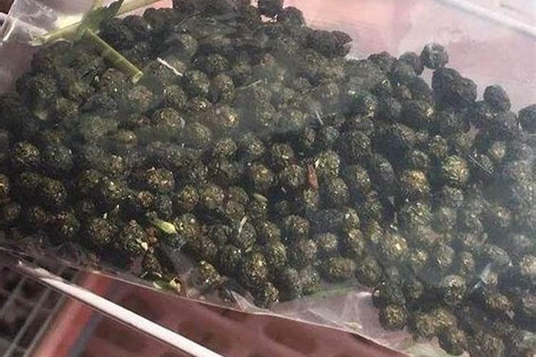 请告诉我油茶栽培技术